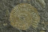 Ammonite Cluster (Dactylioceras) - Germany #133271-2